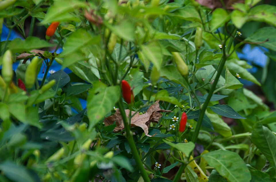 Cayenne Peppers